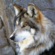 Illustration for article titled Wednesday Woof - Canis lupus baileyi Edition
